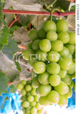 シャインマスカット 68966272