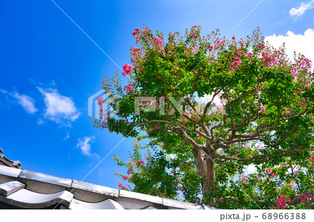 サルスベリの花 68966388