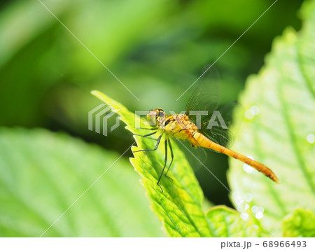梅雨に満開のアジサイに集まる昆虫たち 梅雨に満開のアジサイに集まる昆虫たち 68966493