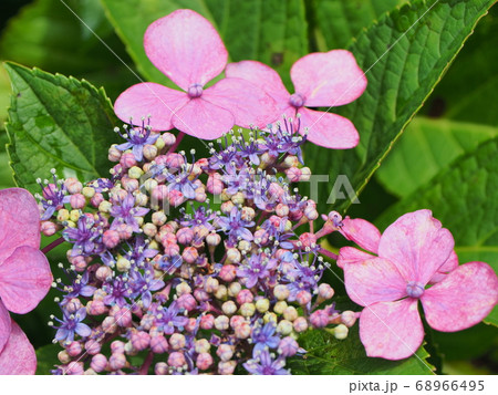 梅雨に満開のアジサイに集まる昆虫たち 68966495