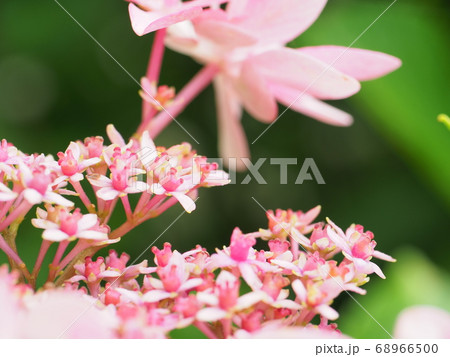 梅雨に満開のアジサイに集まる昆虫たち 梅雨に満開のアジサイに集まる昆虫たち 68966500