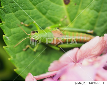 梅雨に満開のアジサイに集まる昆虫たち 梅雨に満開のアジサイに集まる昆虫たち 68966501