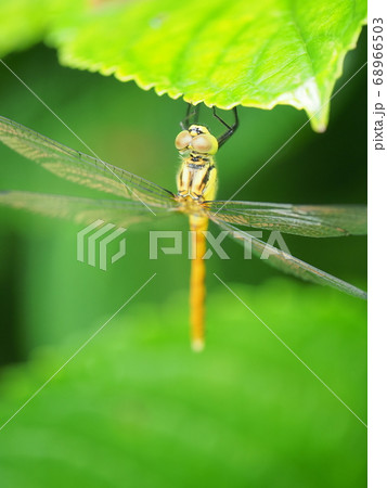 梅雨に満開のアジサイに集まる昆虫たち 梅雨に満開のアジサイに集まる昆虫たち 68966503