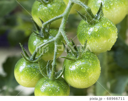 収穫前のまだ青いミニトマト ミニトマトの表面に水滴 の写真素材