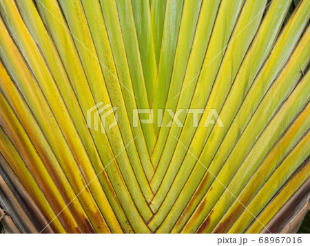 Palm leaves - Singapore 68967016