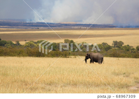 ケニア・マサイマラの草原を歩く一頭のゾウ　Elephant in Masai Mara Kenya 68967309