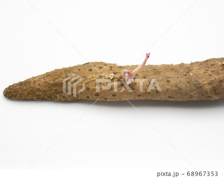 芽が生えた長芋 68967353
