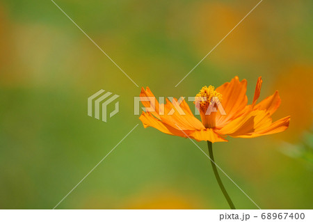 キバナコスモスの花畑 クローズアップ写真 8月 キバナコスモスの花畑 クローズアップ写真 8月 68967400