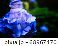 あじさい 68967470