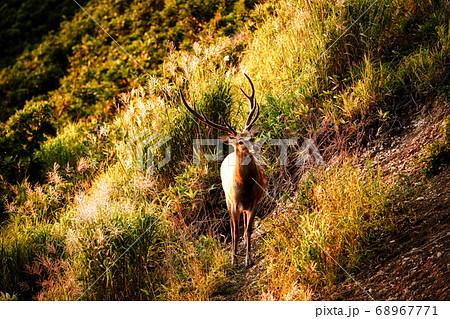 夕方のエゾシカ 68967771
