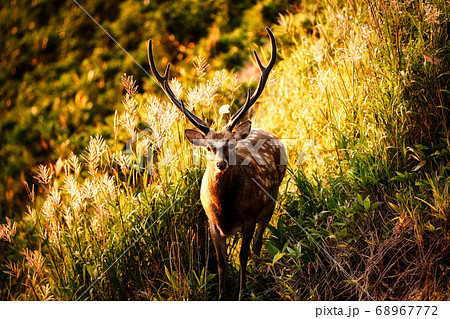 夕方のエゾシカ 68967772