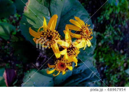 富良野麓郷にて 富良野麓郷にて 68967954