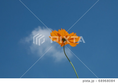 真夏の太陽と青空に向かって伸びるキバナコスモスの花　8月 68968084