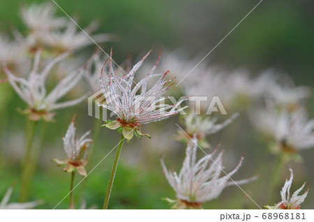 早池峰山で見つけたチングルマのワタゲ 早池峰山で見つけたチングルマのワタゲ 68968181