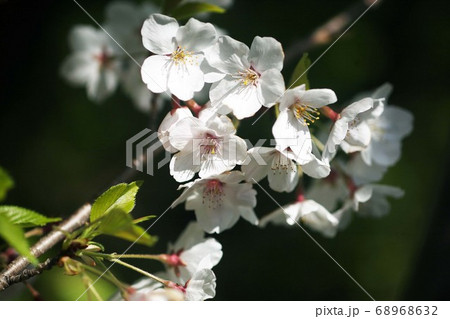 里桜　イトククリの花 68968632