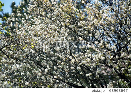 桜　シデザクラの花 68968647
