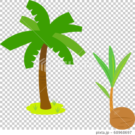 Young trees from palm trees and palm seeds Young trees from palm trees and palm seeds 68968697