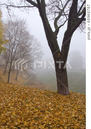 beautiful autumn park landscape with leaves and 68968787