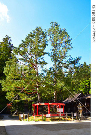 高野山　 三鈷の松 68969245