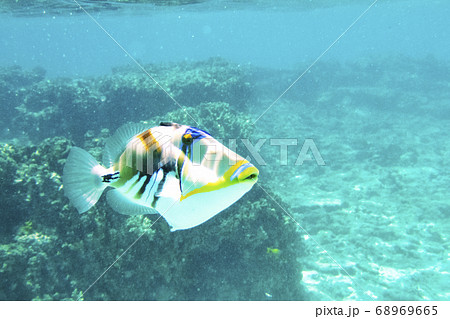 ヨロン島 百合ヶ浜近くの海の中 ムラサメモンガラ ヨロン島 百合ヶ浜近くの海の中 ムラサメモンガラ 68969665