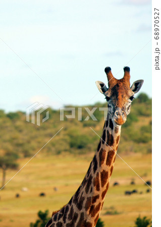 ケニア・マサイマラのアミメキリン　 Giraffe in Masai Mara Kenya 68970527