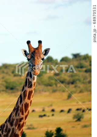 ケニア・マサイマラのアミメキリン Giraffe in Masai Mara Kenya ケニア・マサイマラのアミメキリン Giraffe in Masai Mara Kenya 68970531