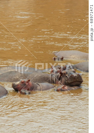 ケニア・マサイマラの川で泳ぐカバ　Hippo in  River Masai Mara Kenya 68971471