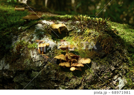 多摩川源流のみちの道端のキノコ 68971981