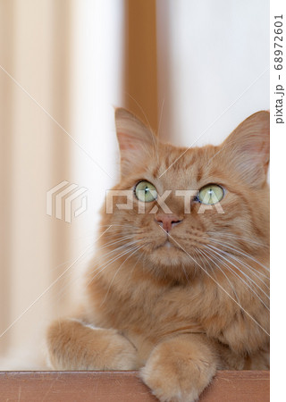 見つめる猫　茶トラ猫 68972601