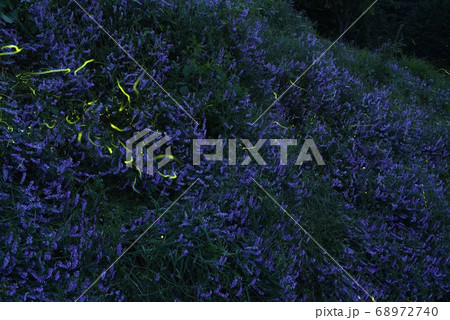 長野上伊那郡にある辰野ほたる童謡公園でのゲンジボタルの軌跡とラベンダー 長野上伊那郡にある辰野ほたる童謡公園でのゲンジボタルの軌跡とラベンダー 68972740