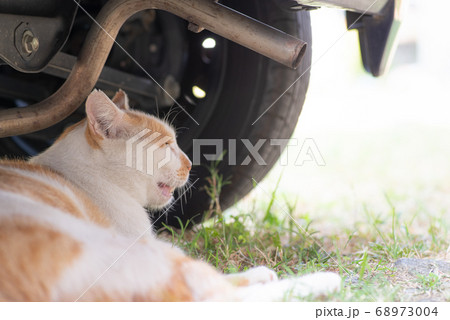 車の下でくつろぐ猫　　茶白猫 68973004