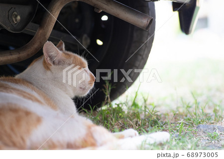 車の下でくつろぐ猫　　茶白猫 68973005