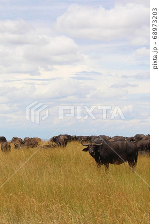ケニア・マサイマラのバッファローの群れ　Herd of Buffaloes in Kenya 68973203