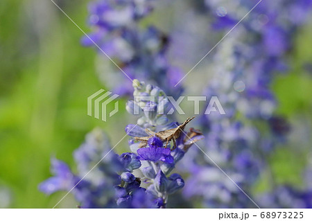 オンブバッタとサルビア・ファリナセア 68973225