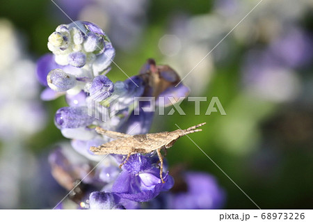 オンブバッタとサルビア・ファリナセア 68973226