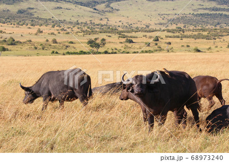 ケニア・マサイマラの草原でたたずむバッファロー Buffalo, Masai Mara Kenya ケニア・マサイマラの草原でたたずむバッファロー Buffalo, Masai Mara Kenya 68973240