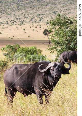 ケニア・マサイマラの草原でたたずむバッファロー Buffalo, Masai Mara Kenya ケニア・マサイマラの草原でたたずむバッファロー Buffalo, Masai Mara Kenya 68973249