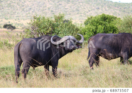 ケニア・マサイマラの草原でたたずむバッファロー Buffalo, Masai Mara Kenya ケニア・マサイマラの草原でたたずむバッファロー Buffalo, Masai Mara Kenya 68973507