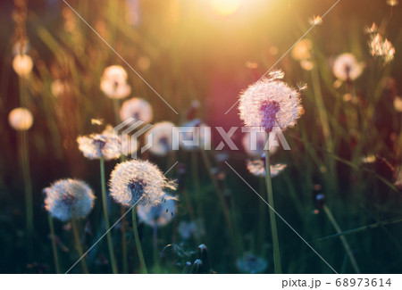 Dandelions on a sunny evening in the summer filed backlit in the rays of sunlight 68973614