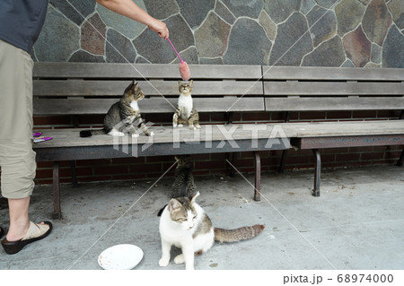 ジメジメ梅雨にもめげず仲良く猫じゃらしで遊ぶ野良猫の親子 ジメジメ梅雨にもめげず仲良く猫じゃらしで遊ぶ野良猫の親子 68974000