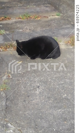 黒猫 黒猫 68974225