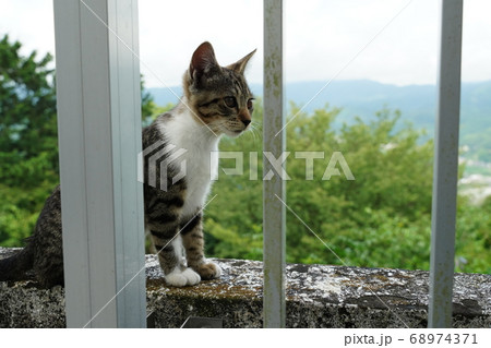 梅雨の晴れ間に下界を見下ろす野良猫の子猫 梅雨の晴れ間に下界を見下ろす野良猫の子猫 68974371