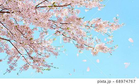 桜の舞のイラスト素材 [68974767] - PIXTA