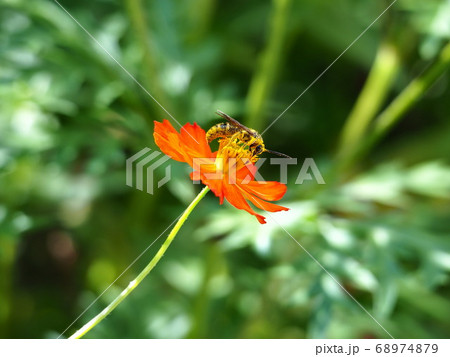 ミツバチと花 ミツバチと花 68974879