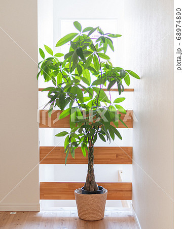 吹抜けの空間に観葉植物 新築住宅の窓の前に観葉植物の写真素材 6740
