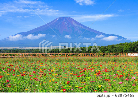 百日草(ジニア)のお花畑 山中湖花の都公園 百日草(ジニア)のお花畑 山中湖花の都公園 68975468