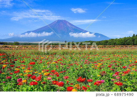 百日草(ジニア)のお花畑 山中湖花の都公園 百日草(ジニア)のお花畑 山中湖花の都公園 68975490