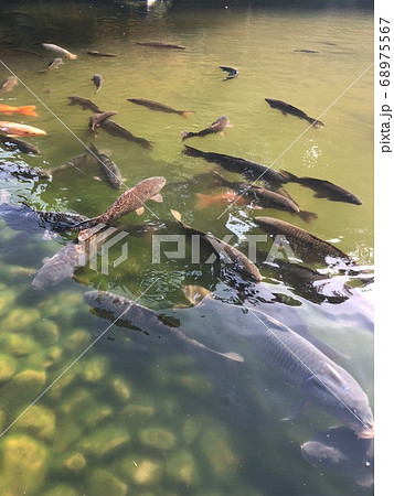 池の鯉　　　 ・・・◯ ○ Carp ○ ◯・・・・ 68975567