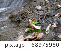 ヒキガエル 68975980