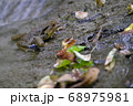 ヒキガエル 68975981